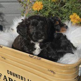 Tianna - Black tri-color female Aussiedoodle puppy in Meridian, Idaho from Saguaro Jasper Aussiedoodles