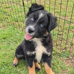 Black Tri Female 1 - Black tri-color female Australian Shepherd puppy in Crossville, Alabama from Bluff View Aussies