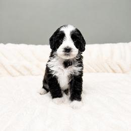 Mac - Black male Australian Labradoodle puppy in Springfield, Ohio from Dawson & Daryn's Royal Companions