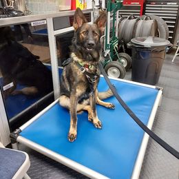 German Shepherd Puppies from Haus Merrell German Shepherd