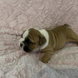 Bulldog Puppies from Semper Fi Bulldogs