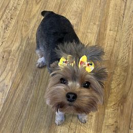 JoJo - Yorkshire Terrier