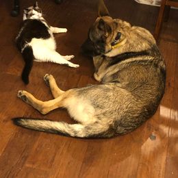 German Shepherd All Grown Up from A2 German Shepherd Dogs