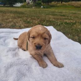 Buzz - Green collar (2nd pick male) - Light golden male Golden Retriever puppy in Tenino, Washington from Oak River Goldens'