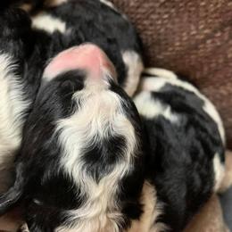 Bearded Retriever, Goldendoodle, and Labradoodle Puppies from Mimi’s Oodles of Doodles