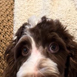Oscar - Brown and white male Bernedoodle puppy in Ogden, Utah from Stanger Farms
