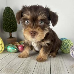 READY NOW BOY - Chocolate and tan male Yorkshire Terrier puppy in Dahalonega, Georgia from Country Dog Kennels.