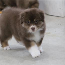 Tango - Red tri-color male Australian Shepherd puppy in Jameson, Missouri from Sky Creek