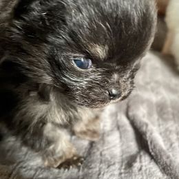 Pomeranian Puppies from TiaZ Poms