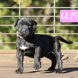 Light Pink Collar - Tiger female Perro de Presa Canario puppy in Pocahontas, Illinois from Cabeza Grande Kennel