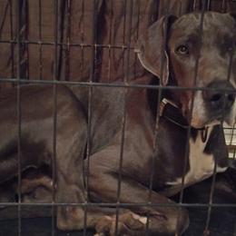 Great Danes from Francy Marichalar-Salinas' Great Danes