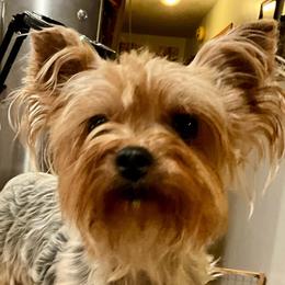Silly Sally - Yorkshire Terrier