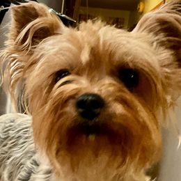 Silly Sally - Yorkshire Terrier