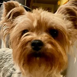 Silly Sally - Yorkshire Terrier