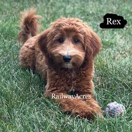 Rex - Red  male Goldendoodle puppy in Milford, Indiana from Railway Acres Kennel
