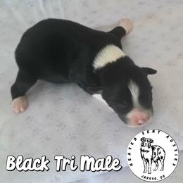 Xanthose - Black tri male Miniature Australian Shepherd puppy in Jaroso, Colorado from Heaven Sent Aussies