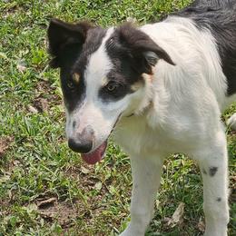 LTK's Póg - Tri-color male Border Collie puppy in New London, Wisconsin from LaTiKi Border Collies