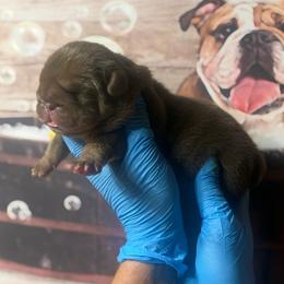 Jane - Chocolate tri-color female Bulldog puppy in Angelica, New York from Snapp Valley Bulldogs