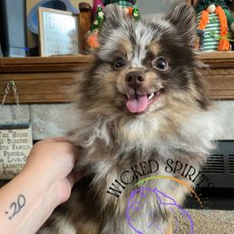 AKC PUFF 2800 - Chocolate merle male Pomeranian puppy in Watkins Glen, New York from Wicked Spirits Pomeranians