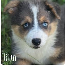 Titan - Blue male Pembroke Welsh Corgi puppy in Nortonville, Kansas from Low Riders Corgis & Mini Aussies