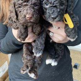 Goldendoodle Puppies from Our Darling Doodles