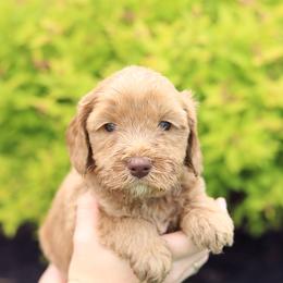Orange - Caramel male Australian Labradoodle puppy in Williamstown, New York from Lewis Manor Labradoodles