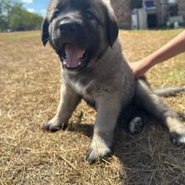 Girl 5 - female Anatolian Shepherd Dog puppy in Kemp, Texas from Lively Acres Anatolians