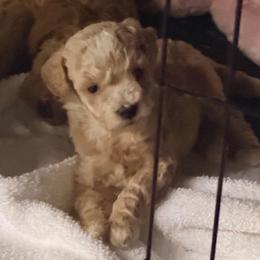 Girl 2 - Apricot female Poodle puppy in Orlando, Florida from Florida Miniature Poodles