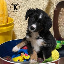 Pearl Black Tri Female - Black tri female Miniature Australian Shepherd puppy in Nacogdoches, Texas from TK Standard, Mini, & Toy Aussies