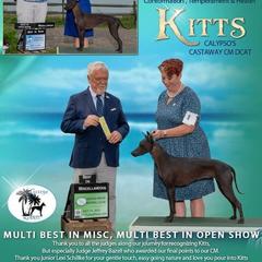 Peruvian Inca Orchid All Grown Up from Calypso Kennel