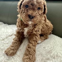 Teddy - Apricot male Goldendoodle puppy in New Britain, Connecticut from Goldendoodles Yorkiepoo Stars CT