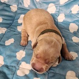 Girl 4 - Golden female Golden Retriever puppy in Saginaw, Michigan from Precious Kennel Retrievers