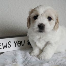 Coton de Tulear Puppies from Buttercup Cotons of Texas