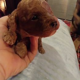 Boy 2 - Red male Cavapoo puppy in Salisbury, North Carolina from Carolina Canines