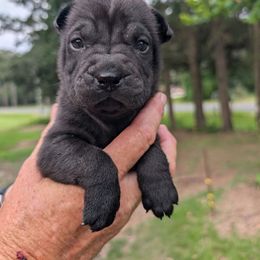 Girl 4 - Black female Chinese Shar-Pei puppy in Autryville, North Carolina from T&D'S Razen Wrinkles Shar-pei