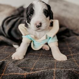 Sheepadoodle Puppies from DOODCompany