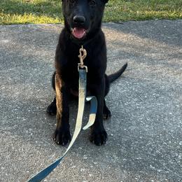 German Shepherd Puppies from Ray Ranch, LLC