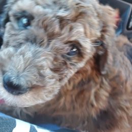 Aussiedoodle Puppies from Color Country Doodles