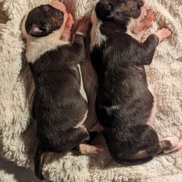 Bull Terrier Puppies from Bulls On Parade