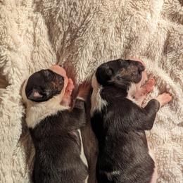 Bull Terrier Puppies from Bulls On Parade