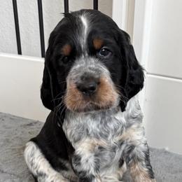 Boy 2 - male English Springer Spaniel puppy in Fort Collins, Colorado from Indy Star Springers