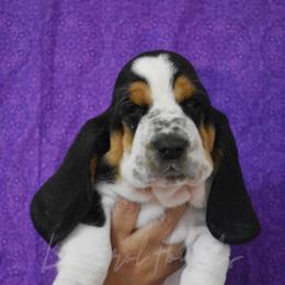 Boy 4 - Basset Hound puppy in Florida from Lomarol Hounds