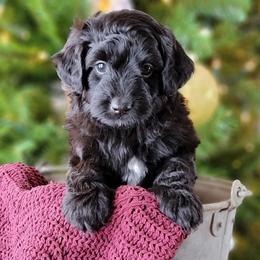 Aussiedoodle and Bernedoodle Puppies from Jupiter Doodles