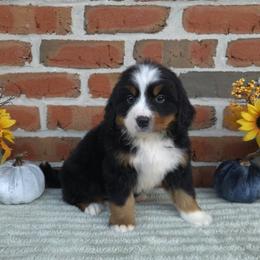 Leia - Black rust and white female Bernese Mountain Dog puppy in Pine Grove, Pennsylvania from Tierra de Esperanza Eterna