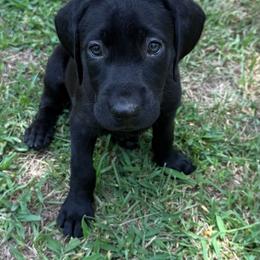 Tutti - Black female Labrador Retriever puppy in Water Valley, Mississippi from Three Lakes Labs & WHDs