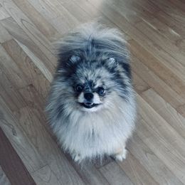 Scribbles - Pomeranian
