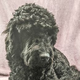 Yankee - Labradoodle
