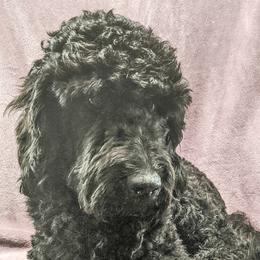 Yankee - Labradoodle