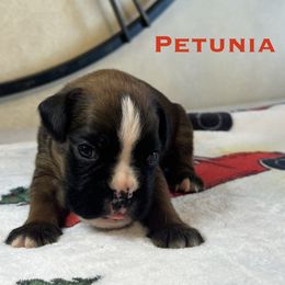Petunia - Fawn female Boxer puppy in Cicero, New York from MK Boxer Haven of CNY