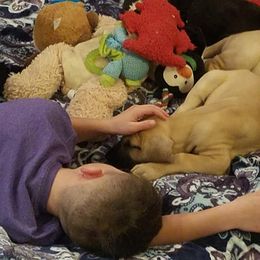 Great Dane Puppies from VanDelft Danes